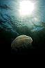 Jelly in the sun 2